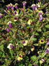 Torenia fournieri Yellow Moon