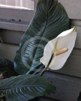 Spathiphyllum Sensation