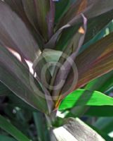 Cordyline stricta Congesta