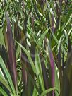 Cordyline stricta Congesta