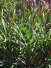 Cordyline stricta Congesta