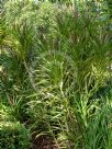 Cordyline stricta Congesta