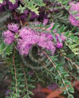 Melaleuca thymifolia Little Beauty