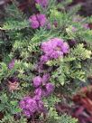 Melaleuca thymifolia Little Beauty