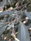 Eucalyptus cinerea triplex