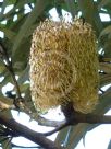 Banksia integrifolia compar