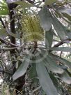 Banksia integrifolia compar