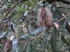 Banksia integrifolia compar