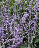 Perovskia atriplicifolia Blue Spire