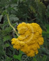 Achillea filipendulina Cloth of Gold