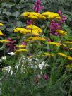 Achillea filipendulina Cloth of Gold