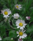 Bellis perennis