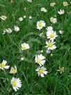 Bellis perennis