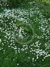 Bellis perennis