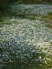 Bellis perennis