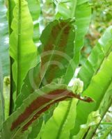 Asplenium harmanii