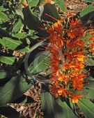 Hedychium coccineum Tara