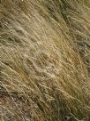 Austrostipa scabra falcata