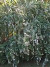 Abelia chinensis