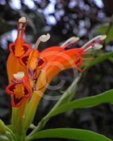 Aeschynanthus speciosus