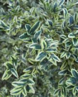 Buxus sempervirens Elegantissima