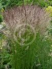 Calamagrostis acutiflora Karl Foerster