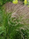 Calamagrostis acutiflora Karl Foerster