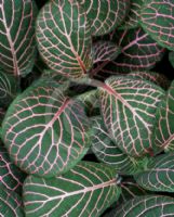 Fittonia albivenis Verschaffeltii Group