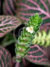 Fittonia albivenis Verschaffeltii Group