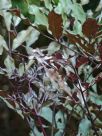 Leea guineense Burgundy