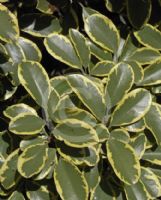 Pittosporum Garnettii