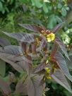 Lysimachia ciliata Firecracker