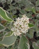 Cornus alba Elegantissima