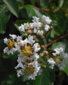 Lagerstroemia Natchez