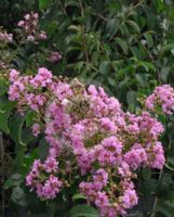 Lagerstroemia Biloxi