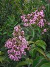 Lagerstroemia Biloxi