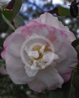 Camellia sasanqua Pure Silk