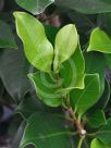 Ficus microcarpa hillii Flash