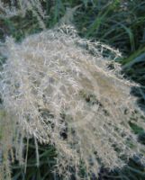 Miscanthus sinensis