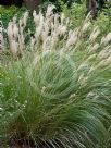 Miscanthus sinensis