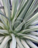 Agave ocahui longifolia