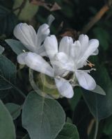 Barleria albostellata