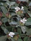 Barleria albostellata