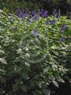 Salvia guaranitica Costa Rica