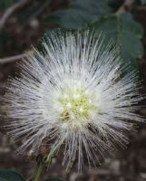 Calliandra haematocephala Alba