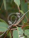 Eucalyptus major