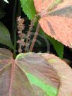 Acalypha wilkesiana Jungle Dragon