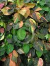 Acalypha wilkesiana Jungle Dragon