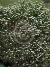 Ozothamnus diosmifolius Radiance
