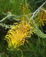 Grevillea Golden Lyre